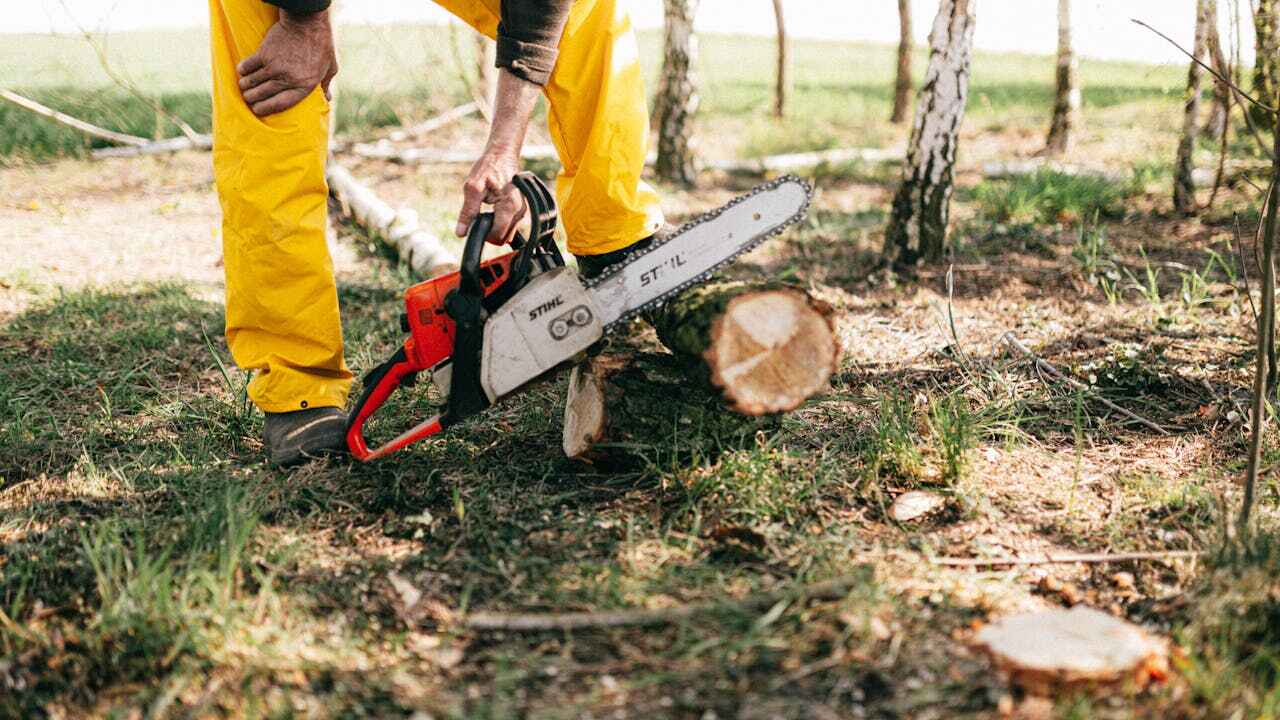 The Steps Involved in Our Tree Care Process in Chuluota, FL